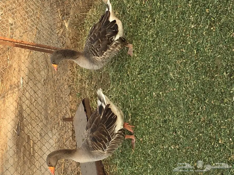 زوج وز للبيع 