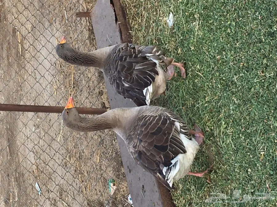 زوج وز للبيع  (image 1)