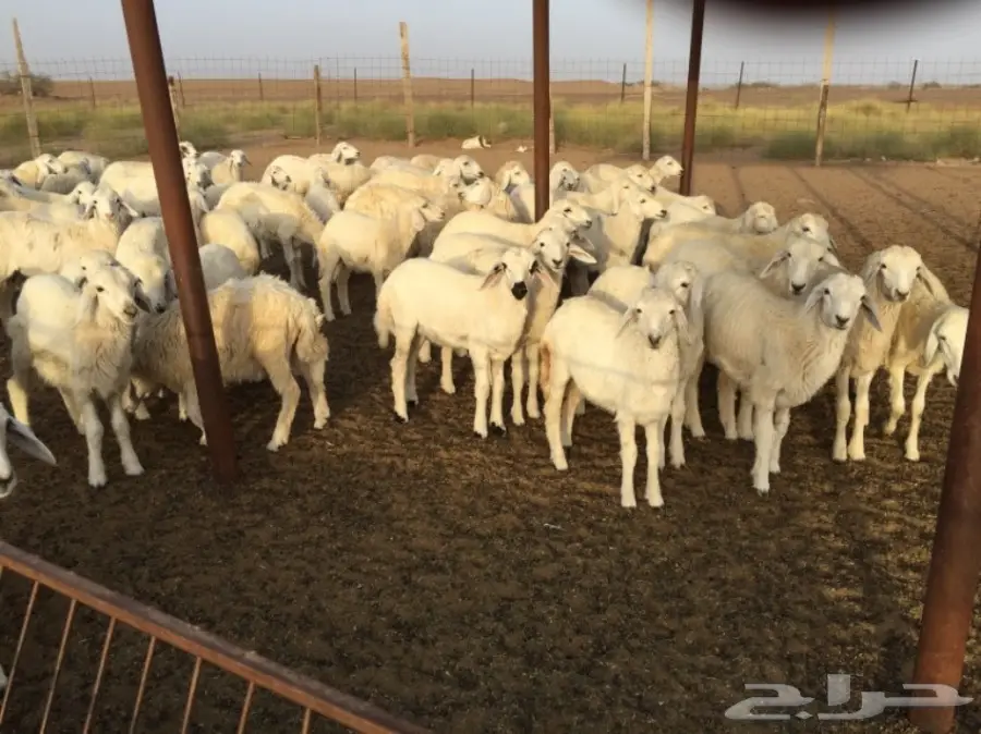 طليان ورخال حريه للبيع الموقع القنفذه