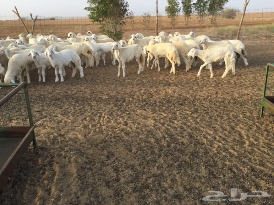 طليان ورخال حريه للبيع الموقع القنفذه (image 1)