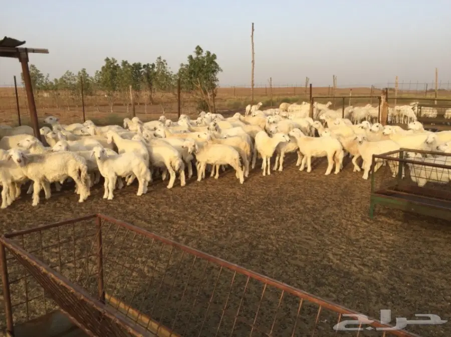 طليان ورخال حريه للبيع الموقع القنفذه (image 2)