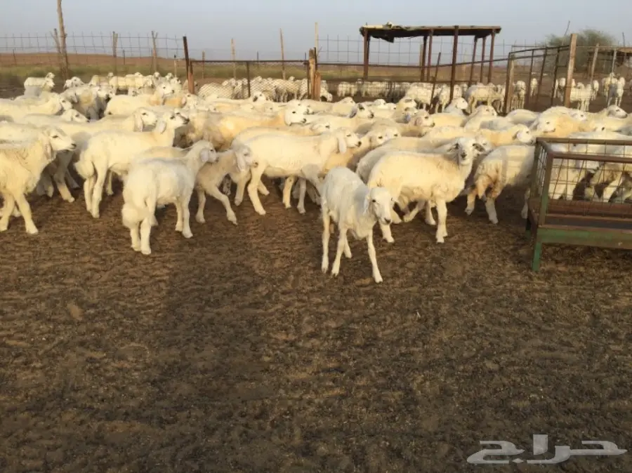 طليان ورخال حريه للبيع الموقع القنفذه (image 3)