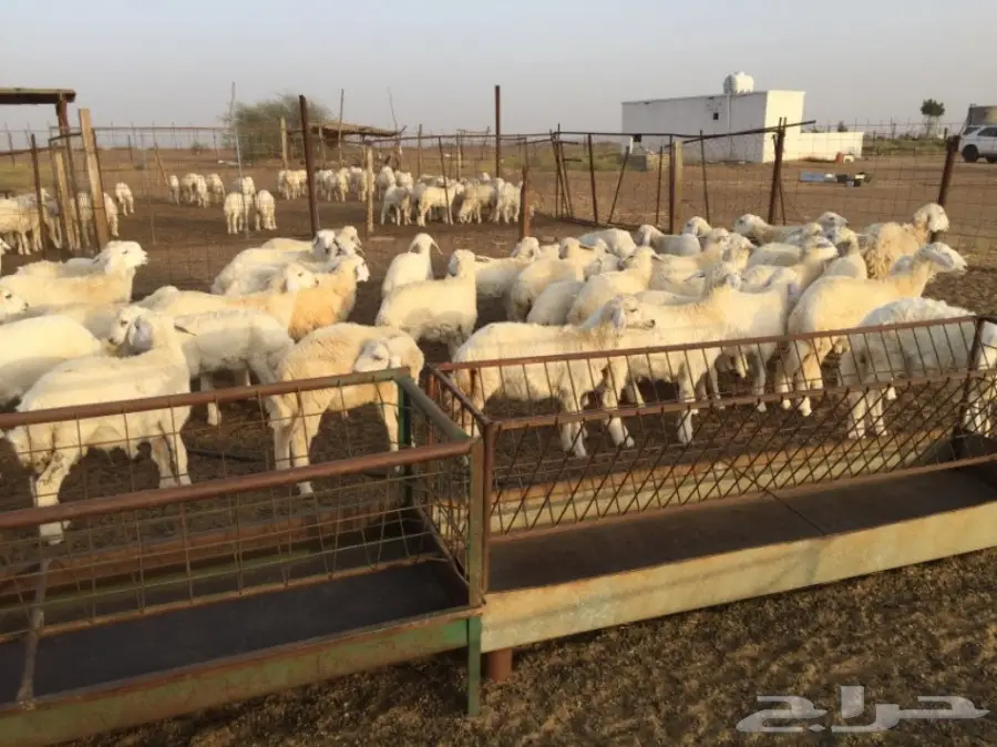 طليان ورخال حريه للبيع الموقع القنفذه (image 4)