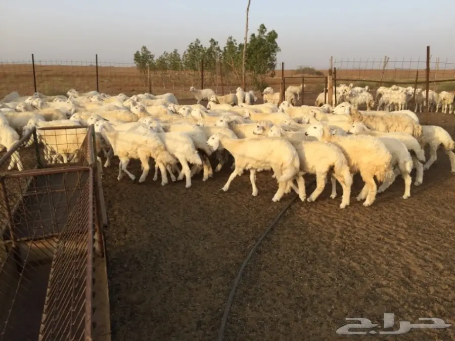 طليان ورخال حريه للبيع الموقع القنفذه (image 5)