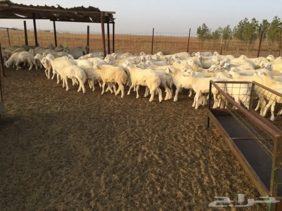 طليان ورخال حريه للبيع الموقع القنفذه (image 6)