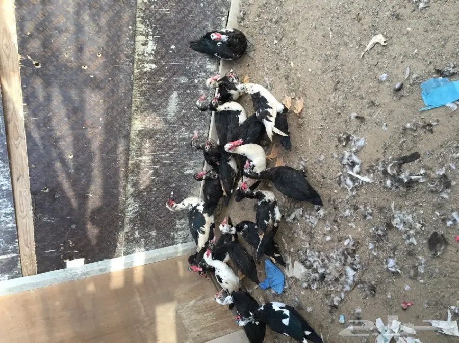 بط  بلدي للبيع