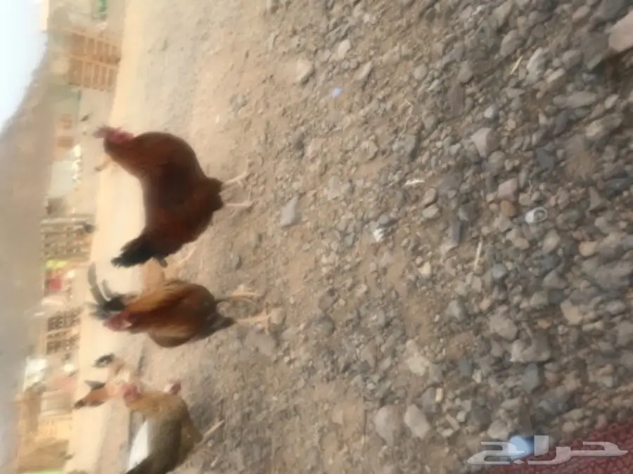 دجاج بلدي بياض