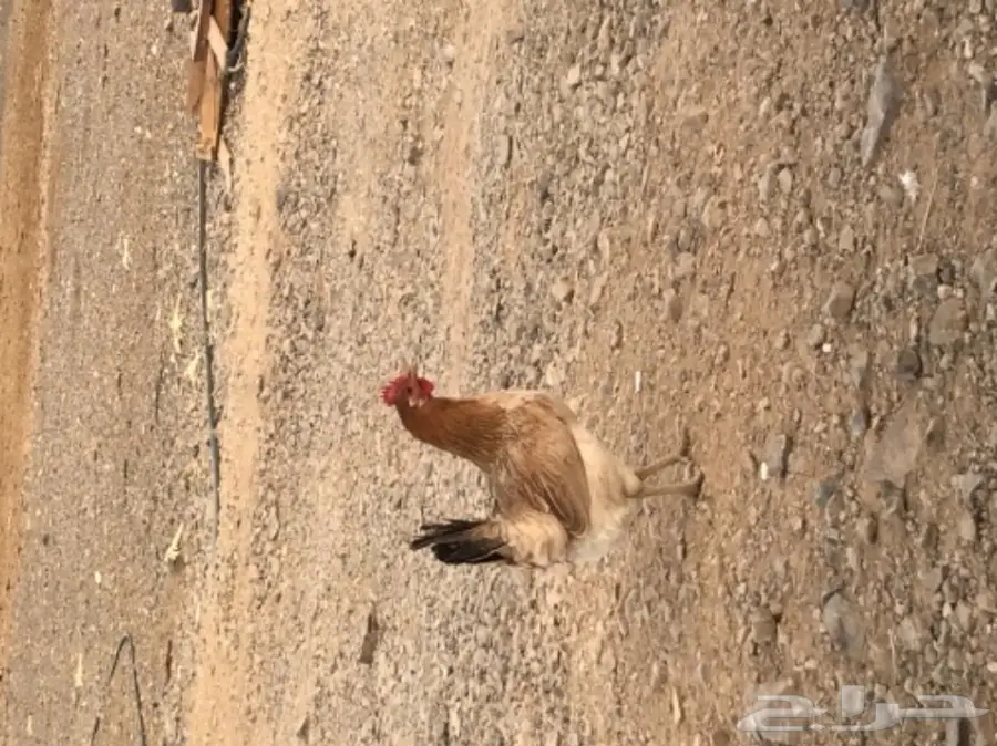 دجاج بلدي بياض (image 1)