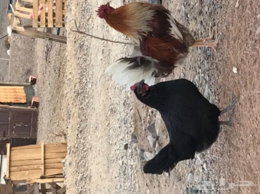 دجاج بلدي بياض (image 2)