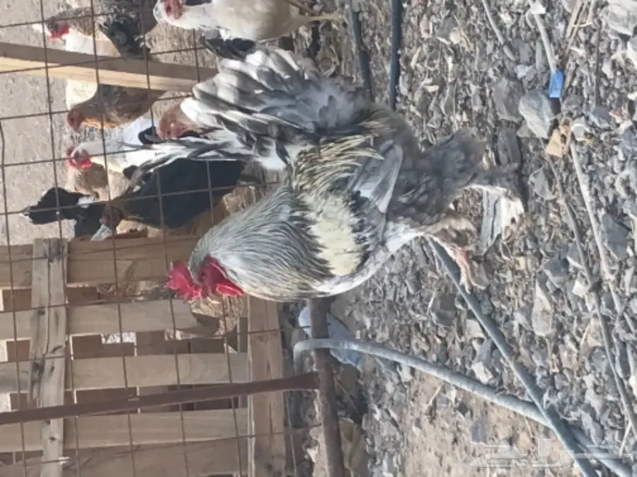 دجاج بلدي بياض (image 3)