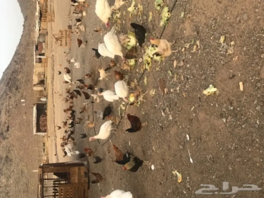 دجاج بلدي بياض (image 4)