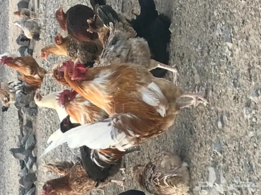 دجاج بلدي بياض (image 5)