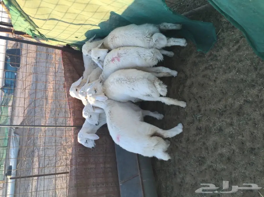 ذبائح للبيع ...