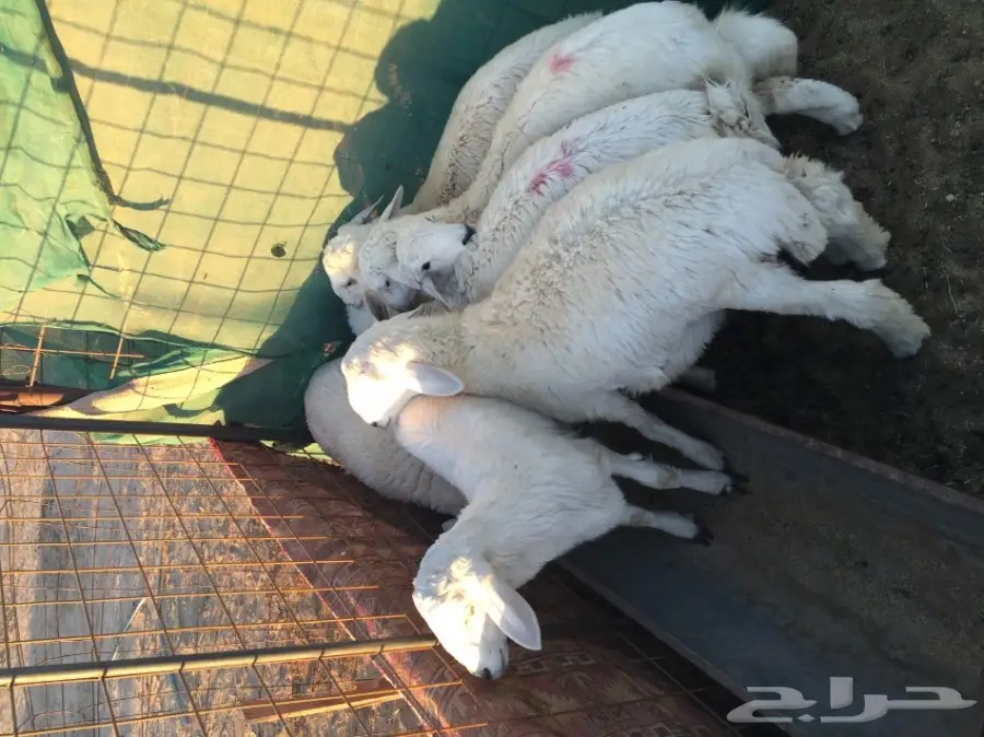 ذبائح للبيع ... (image 1)