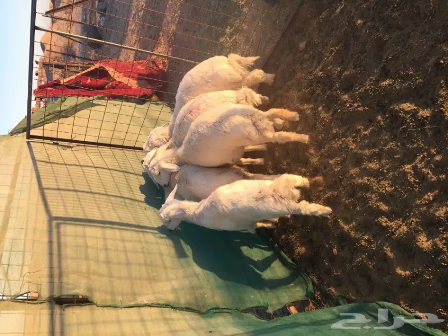 ذبائح للبيع ... (image 2)