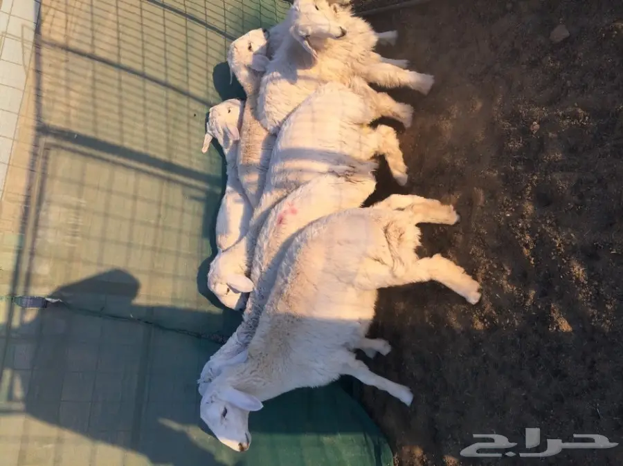 ذبائح للبيع ... (image 3)