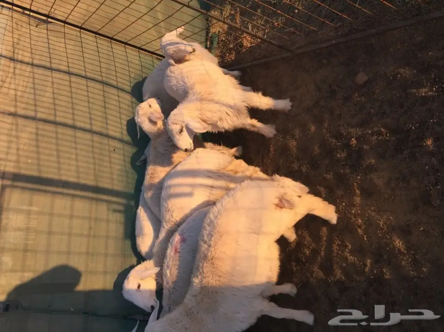 ذبائح للبيع ... (image 4)