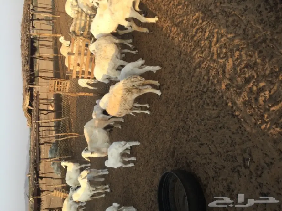 غنم مقاني ولد 30بالفحل تحتها 29