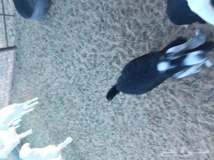 ذبائح للبيع ... (image 6)