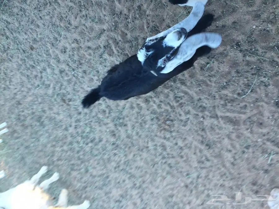 ذبائح للبيع ... (image 7)