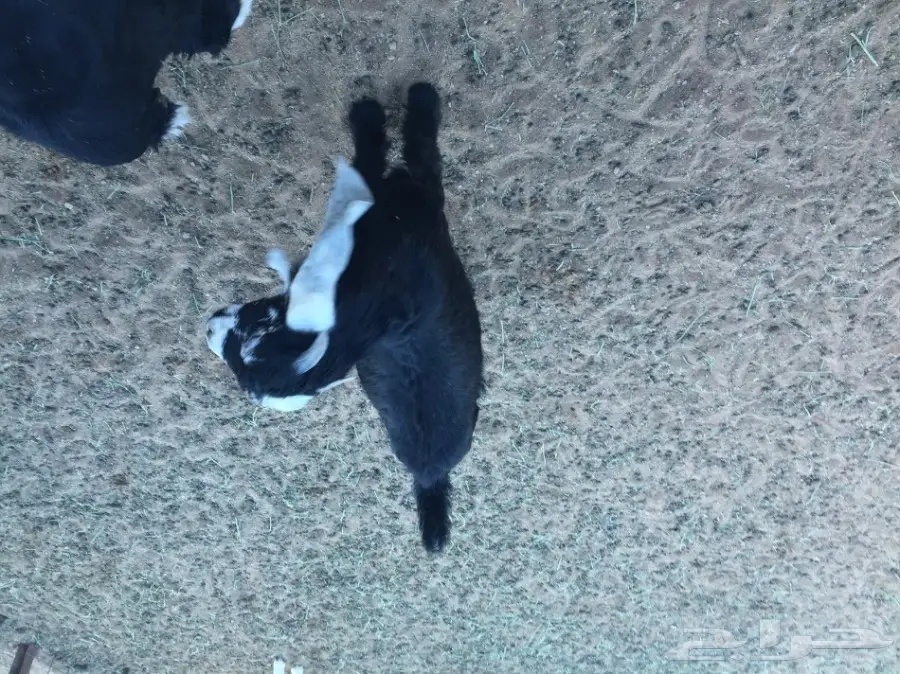 ذبائح للبيع ... (image 8)