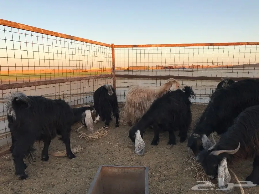 معزا مراح  (image 2)