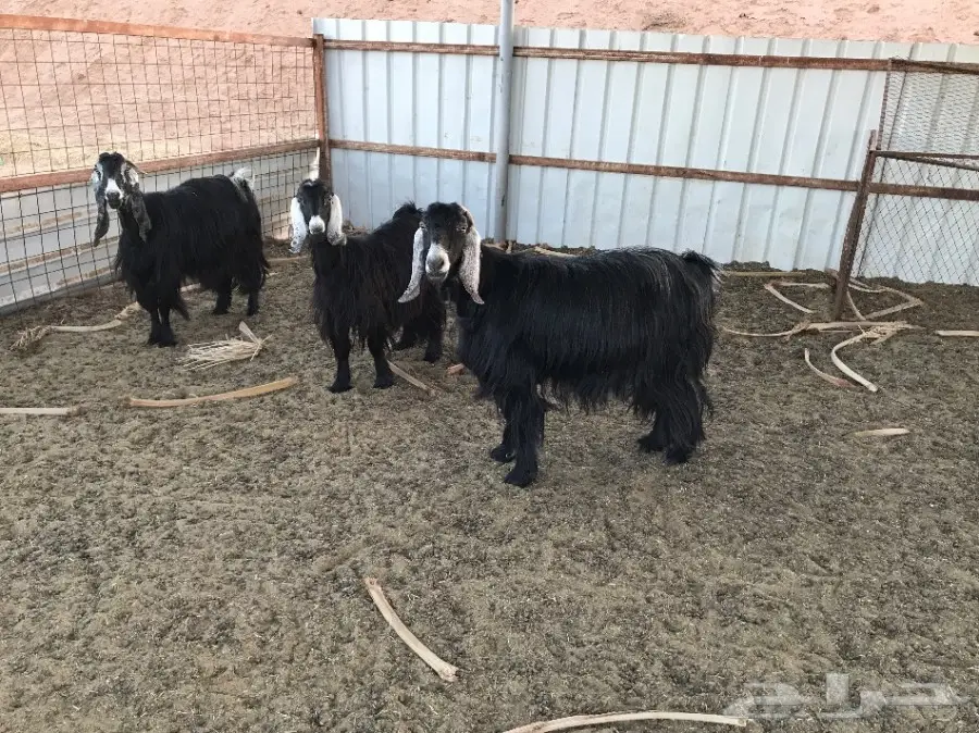 معزا مراح  (image 4)