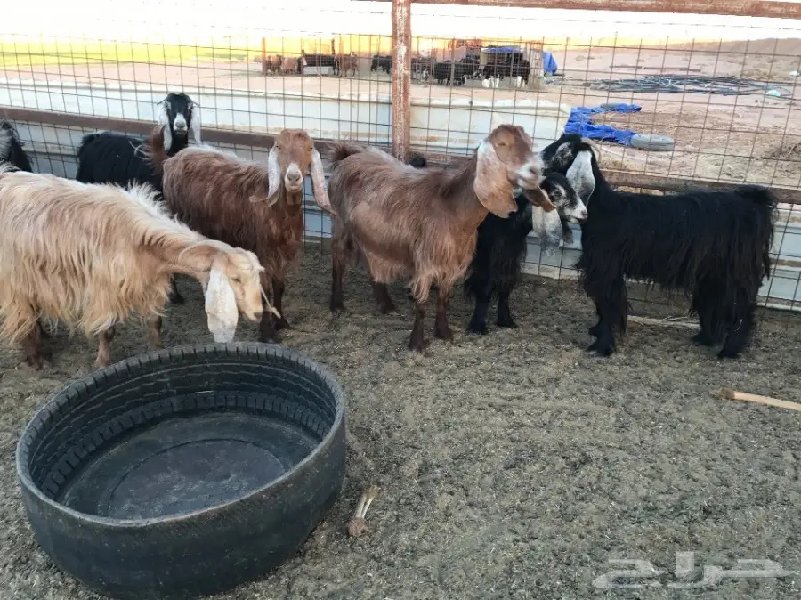 معزا مراح  (image 5)