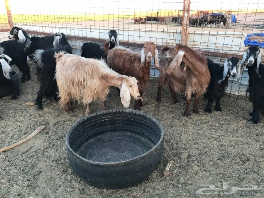 معزا مراح  (image 7)