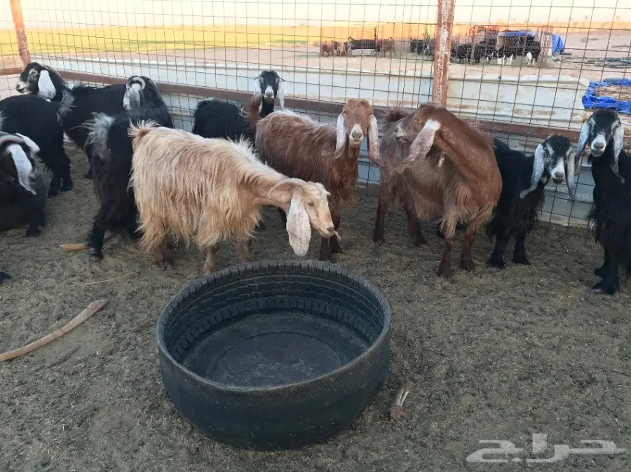 معزا مراح  (image 8)