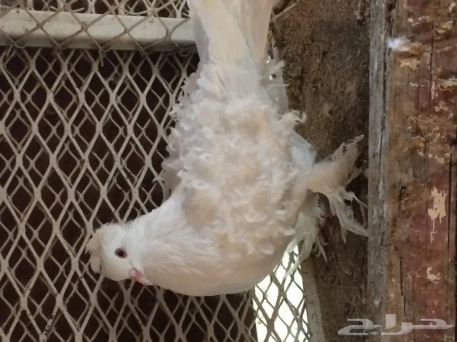 مفتل ابيض منتج (( المخواة))