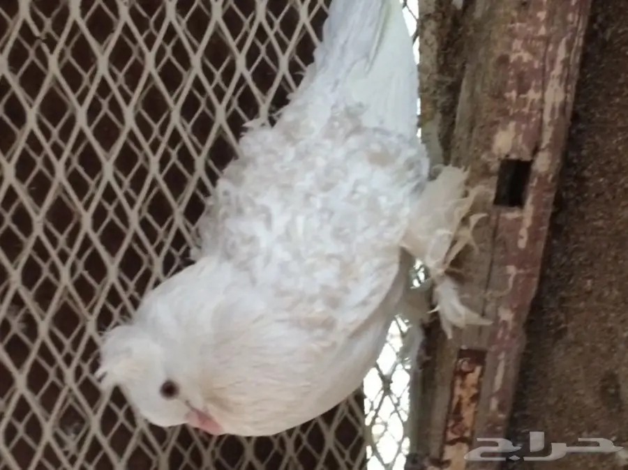 مفتل ابيض منتج (( المخواة)) (image 1)