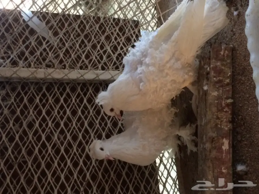 مفتل ابيض منتج (( المخواة)) (image 2)