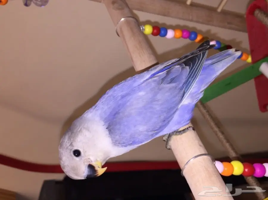 طيور مميزة (image 1)