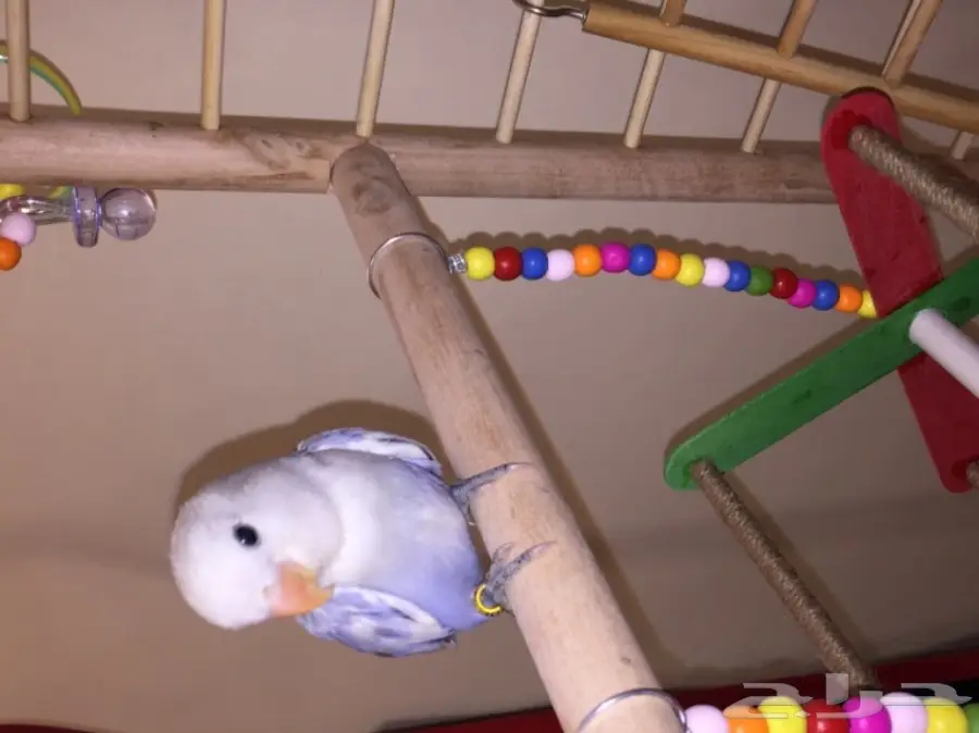 طيور مميزة (image 2)