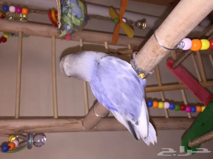 طيور مميزة (image 3)