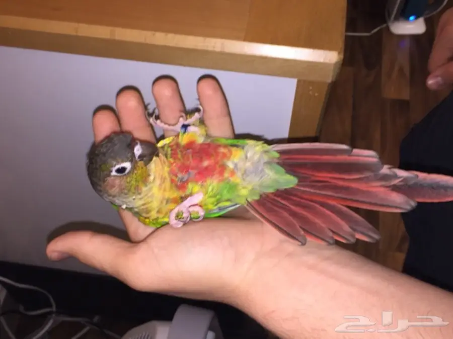 طيور مميزة (image 4)