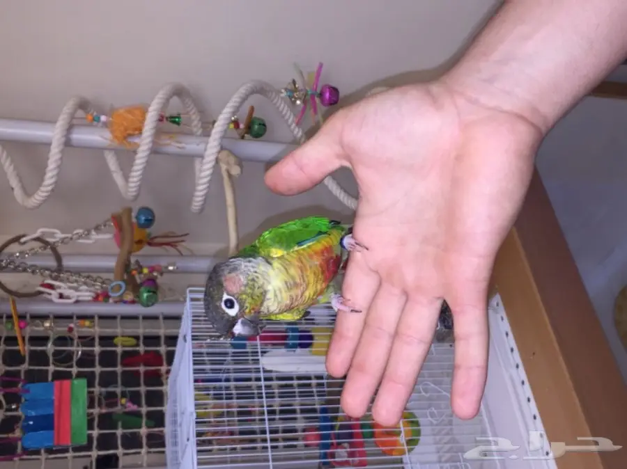 طيور مميزة (image 5)