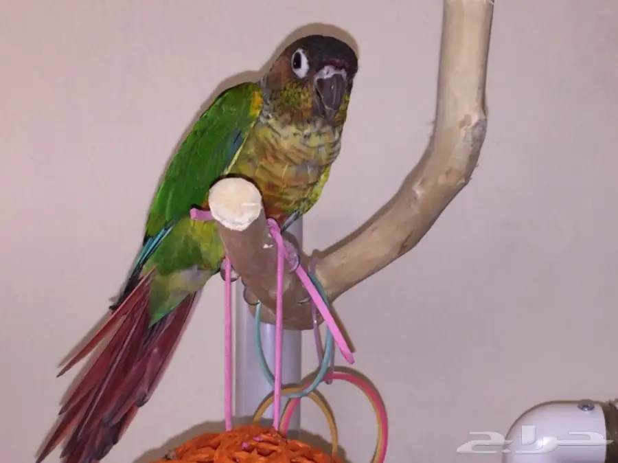 طيور مميزة (image 6)