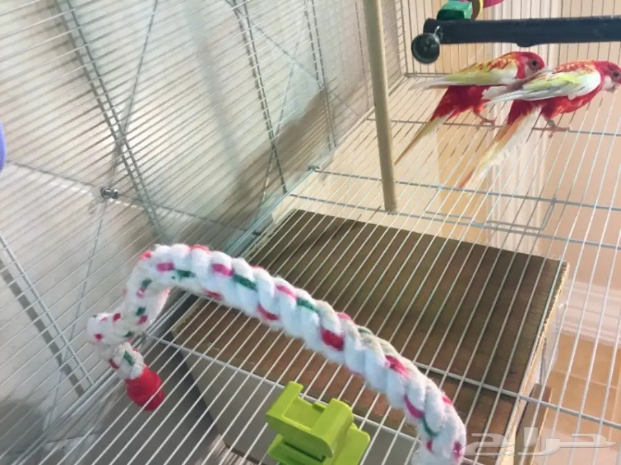 طيور مميزة (image 7)