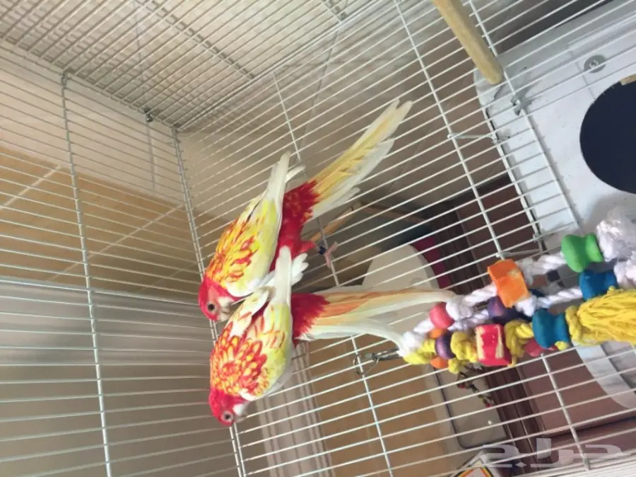 طيور مميزة (image 8)