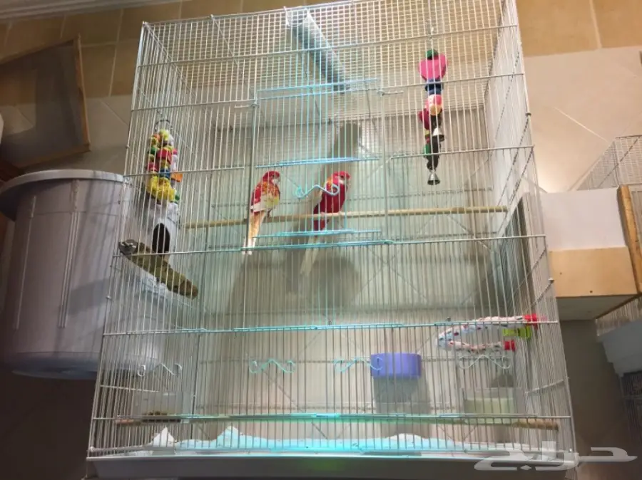 طيور مميزة (image 9)