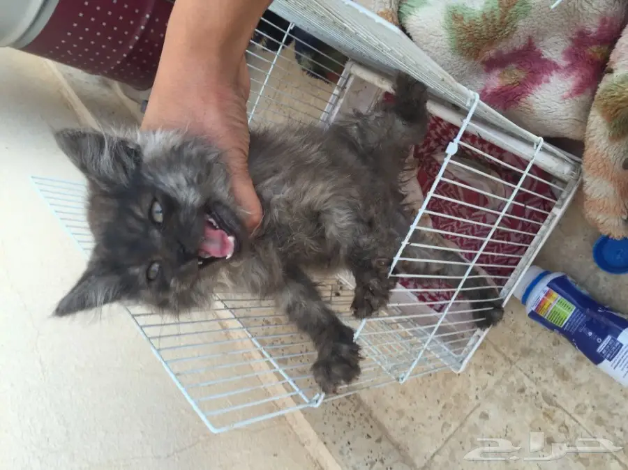 قط امريكي شيرازي عمرها 3 شهور 