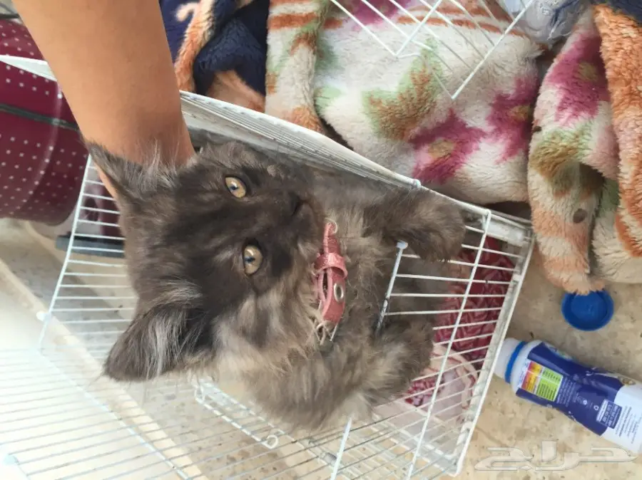 قط امريكي شيرازي عمرها 3 شهور  (image 1)