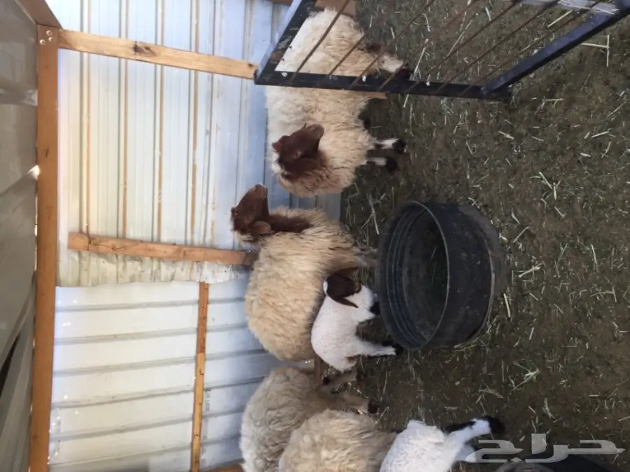 خمس شياه مطافيل