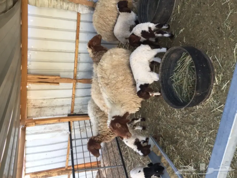 خمس شياه مطافيل (image 1)