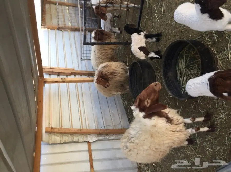 خمس شياه مطافيل (image 2)