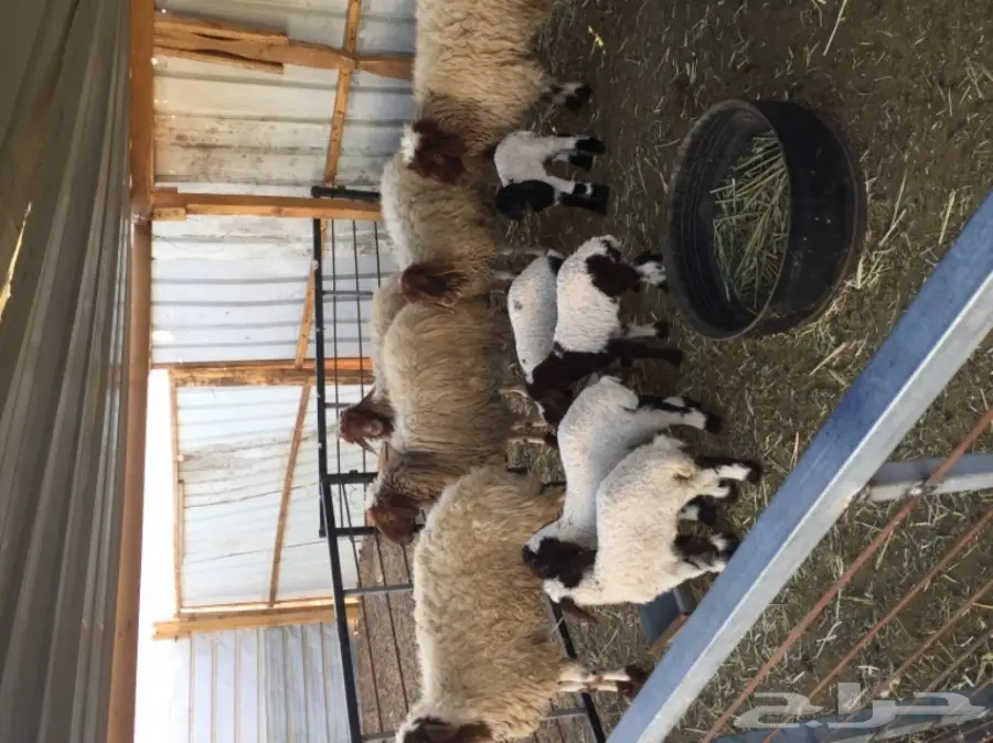 خمس شياه مطافيل (image 3)