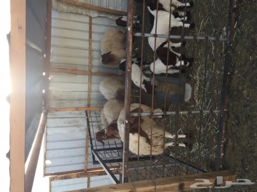 خمس شياه مطافيل (image 4)