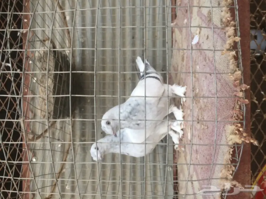 طبات ثلجي خطين امهات خوارج مزاد